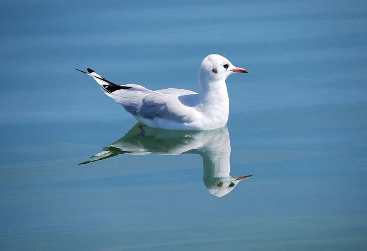 sirály, madár, természet, állatok, a körülöttünk lévő világ, vízimadarak, Bodeni-tó