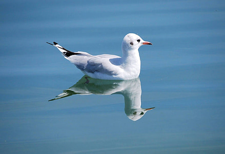 Чайка, птица, природата, животни, животински свят, водолюбивите птици, Боденското езеро