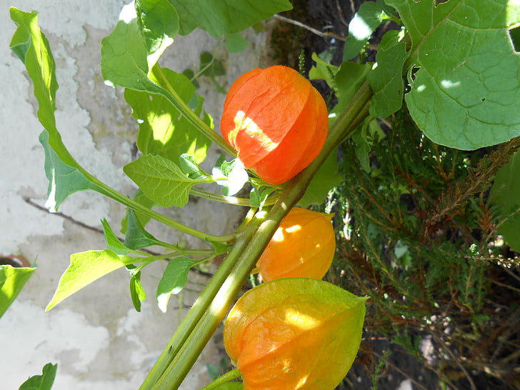 lampionblume, цветок, декоративное растение, Чашелистики, оранжевый, Флора, Природа
