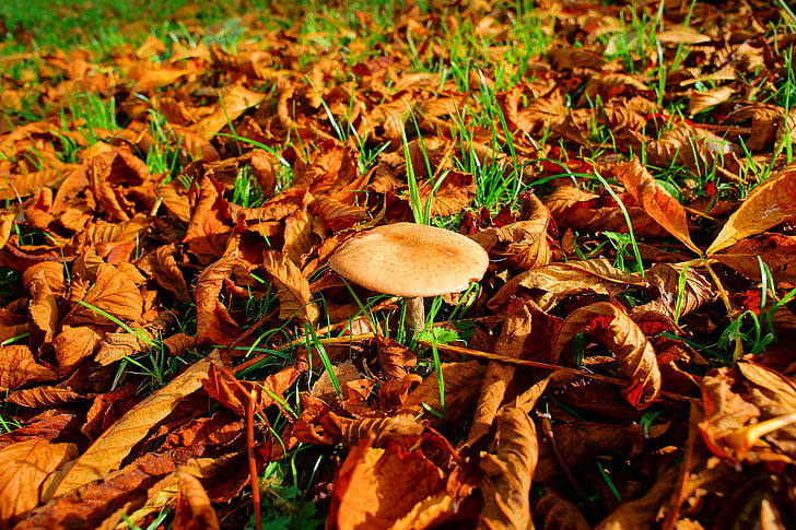 jesen, lišće, gljiva, priroda, šarene, boje, lijepa