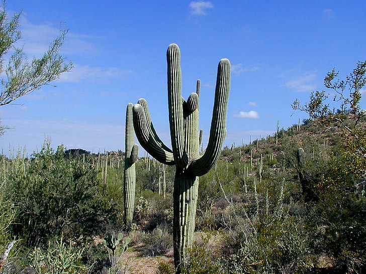 кактус, Saguaro, Saguaro национален парк, Аризона, пустиня, САЩ, растителна