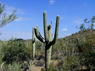 Kaktuss, saguaro, saguaro nacionālais parks, Arizona, tuksnesis, ASV, augu