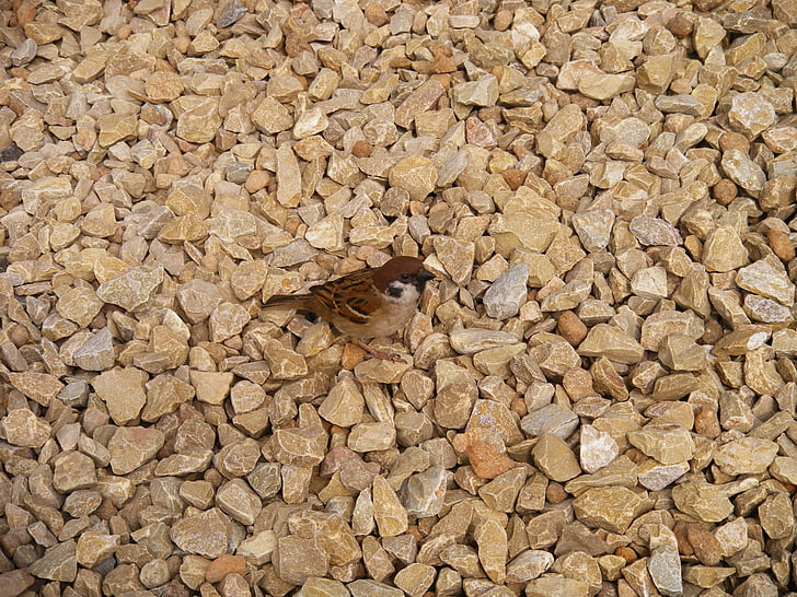 Sparrow, con chim, đá