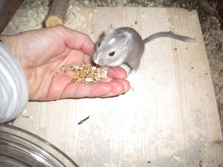 racing mouse, gerbil, feed, rodent, animal, pets