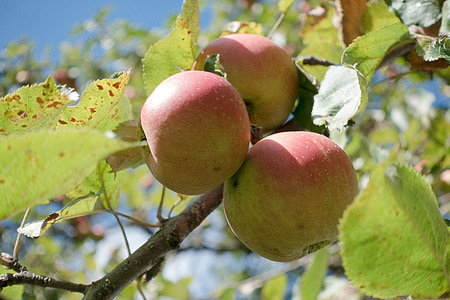 Культура компании apple, яблоко, Malus domestica, Осень, спелый, урожай, фрукты