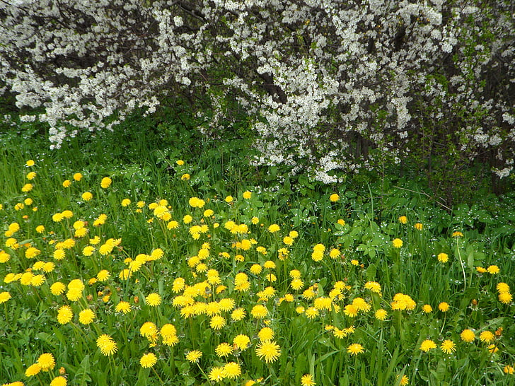 blommor, Blütenmeer, maskros, gul, vit, gräs, buskar