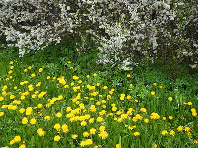 flowers, blütenmeer, dandelion, yellow, white, grass, bushes