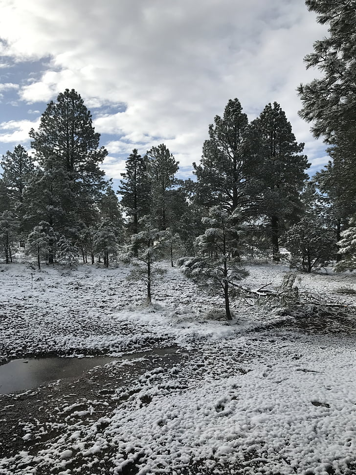 Arizona, snö, Flagstaff, vinter, sydväst, natursköna, naturen