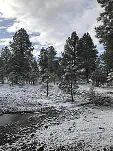 Arizona, sneh, Flagstaff, zimné, juhozápad, scénické, Príroda