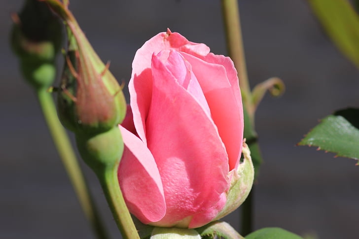 papillon de bouton de rose lila, macro, jardin, frais, Bonjour rose, Blooming, bouquet