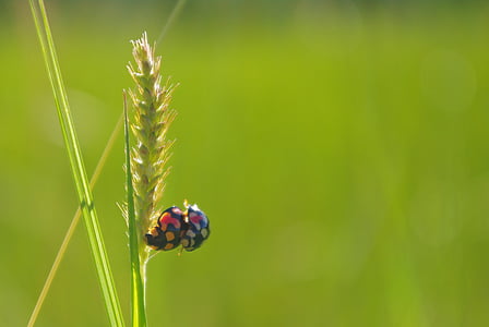 rice, ladybug, mating, close-up, green, insect, madagascar