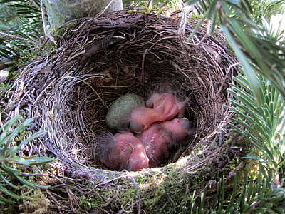 ptak, Blackbird, Blackbird nest, Gniazdo, młody ptak, jajko, Ptasich jajek