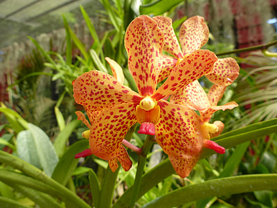 Orchid, Orange, orkidé blomma, Orange orchid, gul orkidé