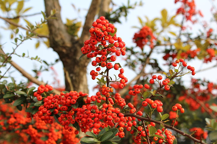 červené bobule, ovocie, úroda, orechový, drevo, jeseň, sezónne