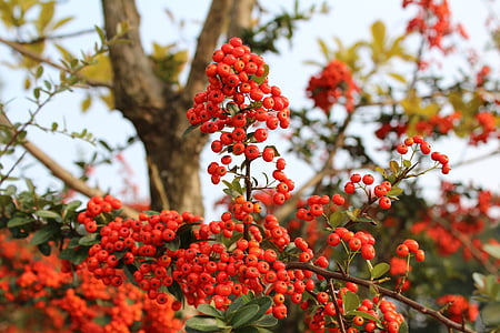 piros bogyós gyümölcsök, gyümölcs, betakarítás, Diós, fa, ősz, szezonális