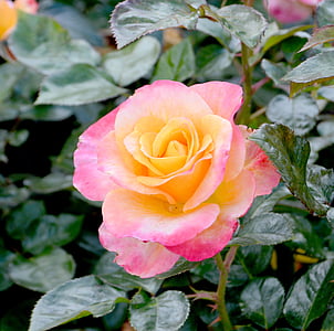 Роза, желтый, розовый, Цветочные, цветок, завод, Лепесток