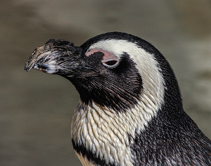 pingüino africano, Pingüino de, Spheniscus demersus, pájaro, aves no voladoras, pájaro del agua, alas