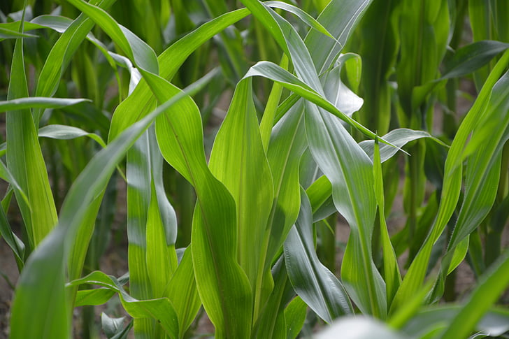 corn husks, agriculture, green, nature, field, cereals, france