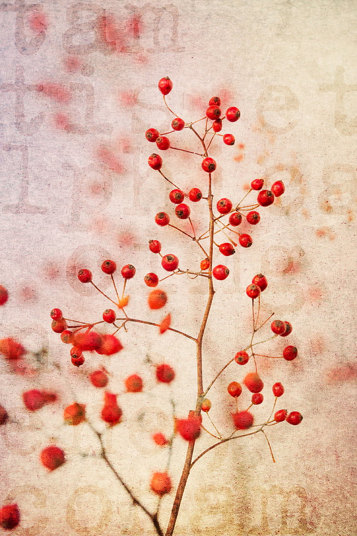 berry red, red, nature, plant, branches, bush, wild berries