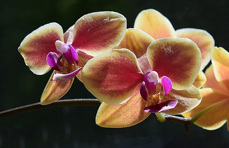 hybridní phalaenopsis, detail, Phalaenopsis, orchidej, žlutá, růžová, fuchsiová