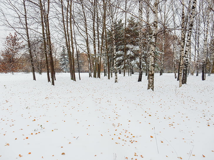 zimné, Príroda, Príroda, Park, sneh, stromy, za studena