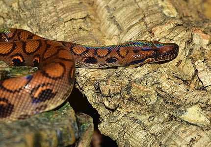 serpiente, boa arco iris rojo, iridiscente, reptil, elegante, colorido, Color