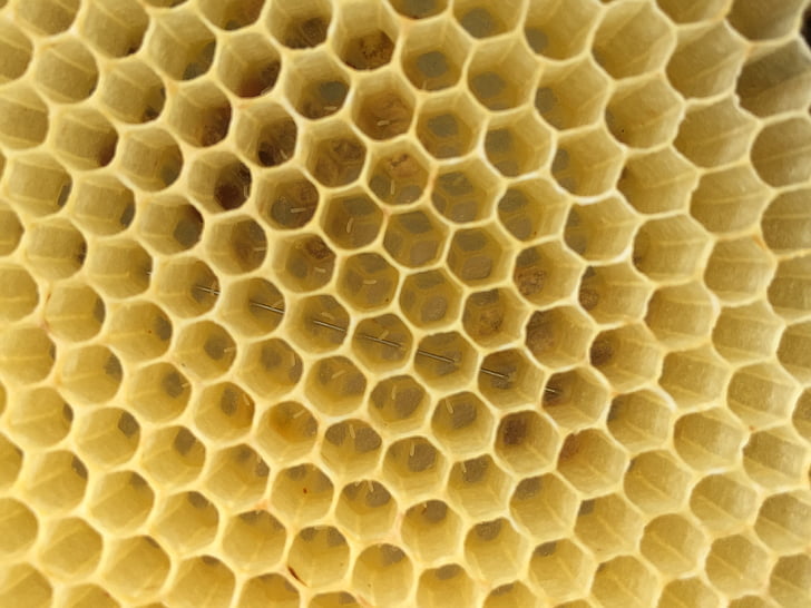 čebele, jajca, satja, medu, Heksagonova, ozadja, čebela
