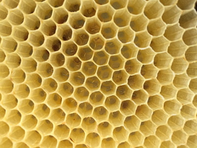 pčele, jaja, Saće, med, šesterokut, pozadina, pčela