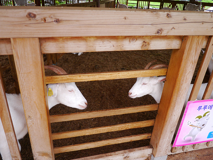 kambing, hewan, cermin margin, bayi kambing, putih kambing, perkebunan kelapa sawit Anseong, tamasya