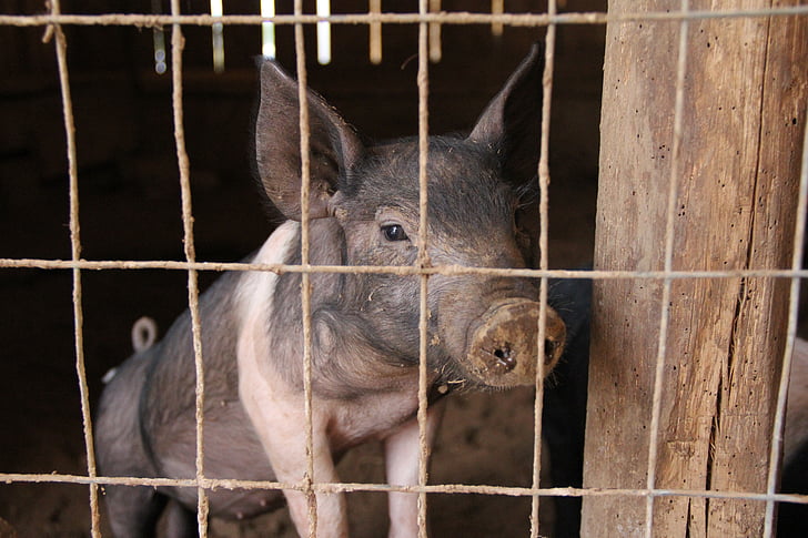 Piglet, babi, kandang babi, babi sty, daging babi, pertanian, babi
