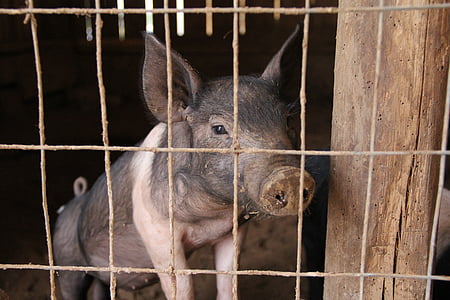 piglet, pig, pig pen, pig sty, pork, agriculture, swine