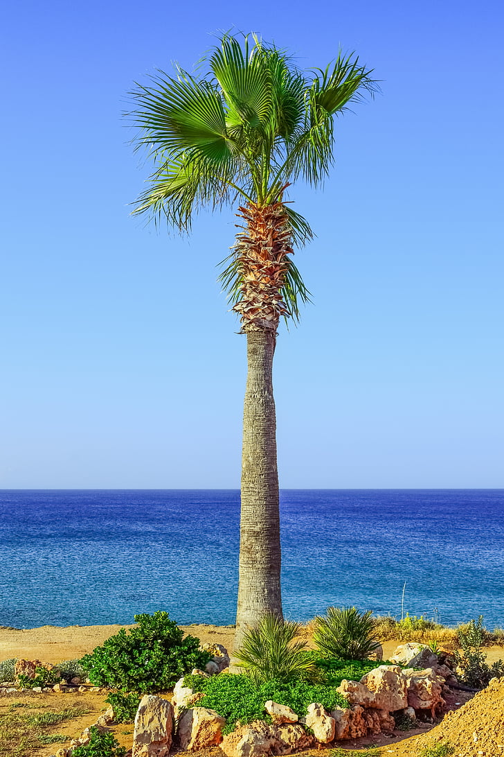palm tree, sea, horizon, summer, island, scenery, kapparis