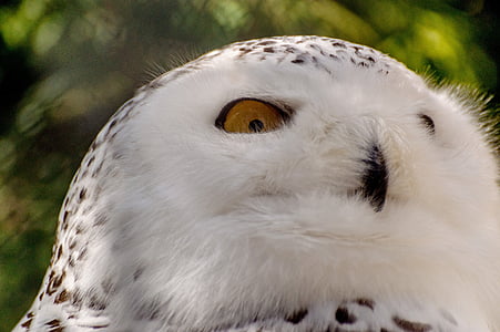 Snowy owl, pássaro, mountsberg centro de raptor, natureza, retrato, vida selvagem, Raptor