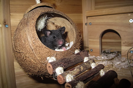 hamster, coconut, sleep, nest, rest, animal, animal world