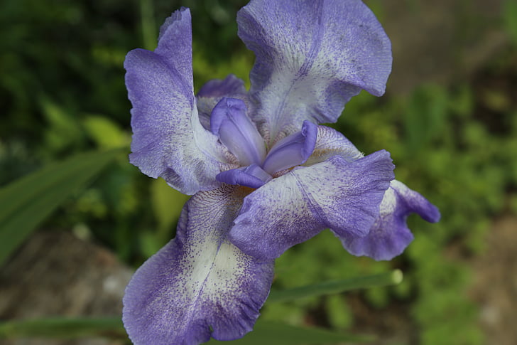 Iris, floare, floare, albastru, floare, închide, Iridaceae