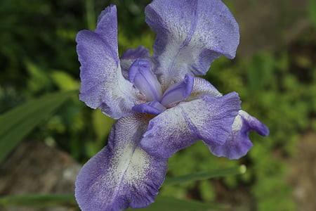 irisa, zieds, Bloom, zila, puķe, aizveriet, iridaceae
