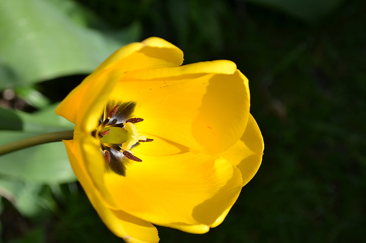 Tulipa, flor, perenne, groc, bombeta, planta