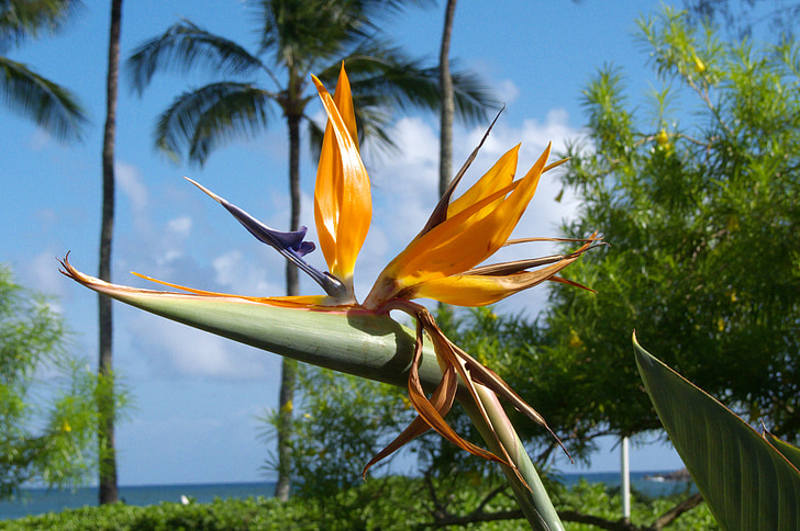 Hawaii, Kauai, Luonto, kasvit, kukat