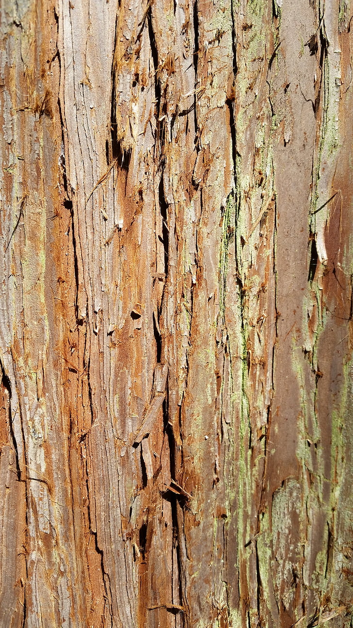 arbre, l'escorça, textura, tronc, factura, fusta