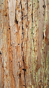 tree, the bark, texture, trunk, invoice, wood