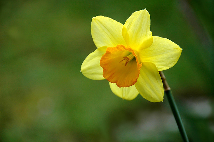 flor, amarelo, Narciso, dafodill