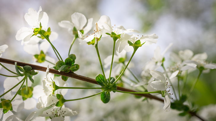 Meadowsweet дървета, Meadowsweet цвете, цветя, Пролет, бяло, Пролетни цветя, природата
