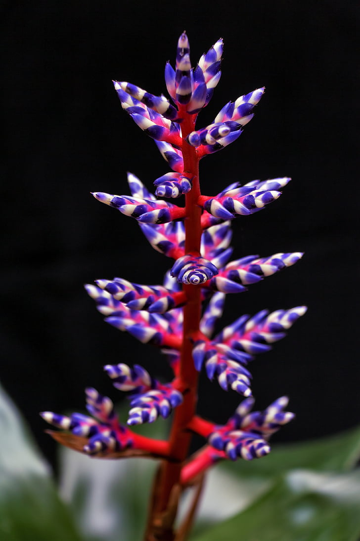 purple, white, red, Flower, Plant, Bromeliad, Colors