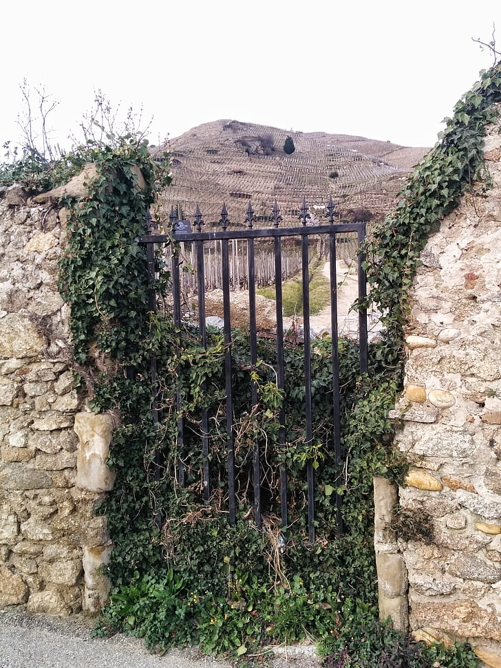porte, vignes, mur, végétation
