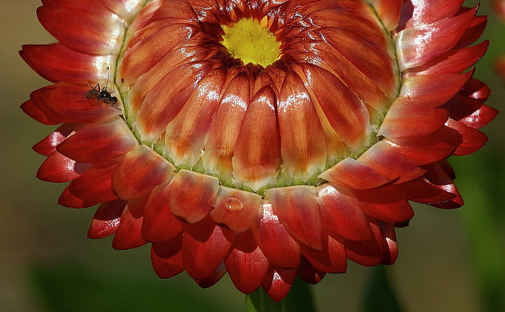 Helichrysum, Italicum, seca, vermelho, planta, flor, flor