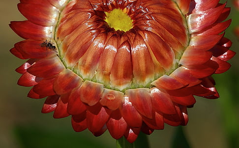 Helichrysum, es mengen els, sec, vermell, planta, flor, flor