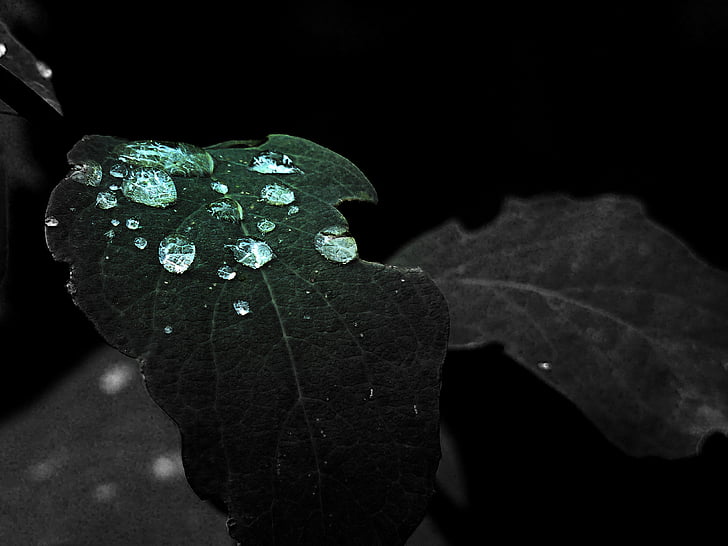 Grün, Blatt, Regentropfen, am frühen Morgen, Makro, Hintergrund, nach Regen