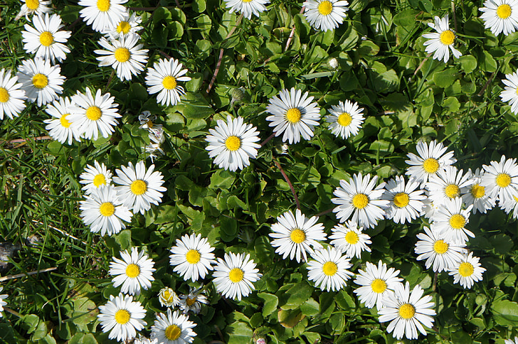 bloemen, wit, gras, zomer, natuur, witte bloemen, Daisy