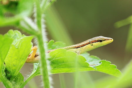 lagarto verde, Lagarto, reptiles, animal, flora y fauna, naturaleza, reptil