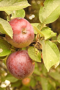 apple, branch, fruits, ripe, browned, fruit, nature